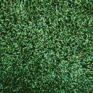 grass